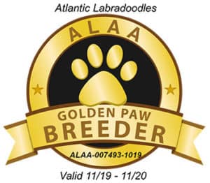 ALAA GOLDEN PAW